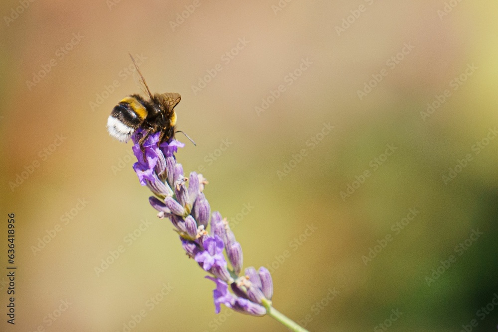 Bee is perched atop a bundle of vibrant lavender stem Bee is perched atop a bundle of vibrant lavender stem