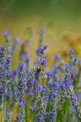 Selective focus of purple lavender with blurred background © Hristo Anestev/Wirestock Creators
