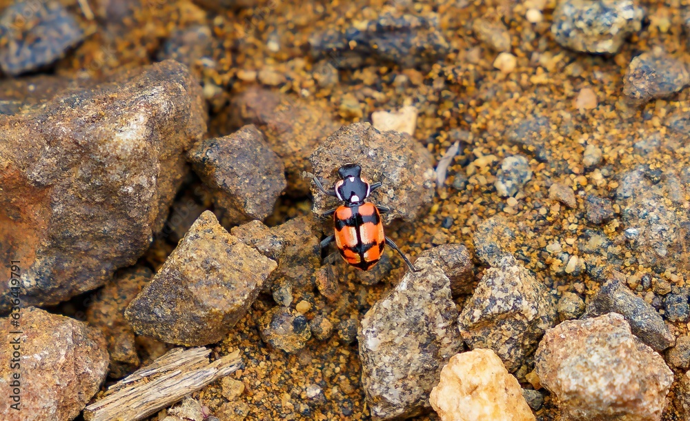 Overhead view of an orange and black ladybug standing on rocks Overhead view of an orange and black ladybug standing on rocks