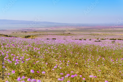 Fototapeta Naklejka Na Ścianę i Meble -  Stunning array of vibrant purple flowers blossoming in an expansive  field in Atacama, Chile