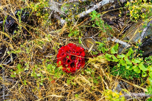 Overhead view of vibrant red Bomarea ovallei flowers growing on the ground photo