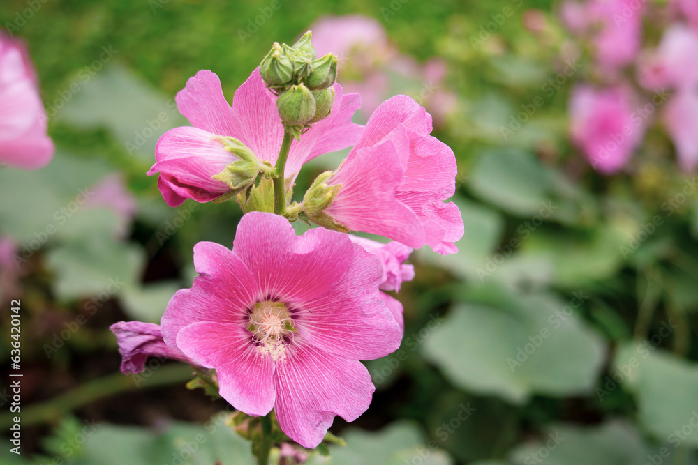 Pink and white flowers of hollyhocks blooming in the garden Pink and white flowers of hollyhocks blooming in the garden