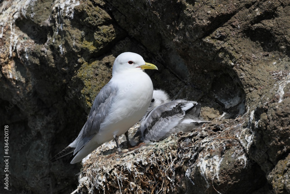 Close-up of a black-legged kittiwake and her chick standing in their nest on a rock Close-up of a black-legged kittiwake and her chick standing in their nest on a rock