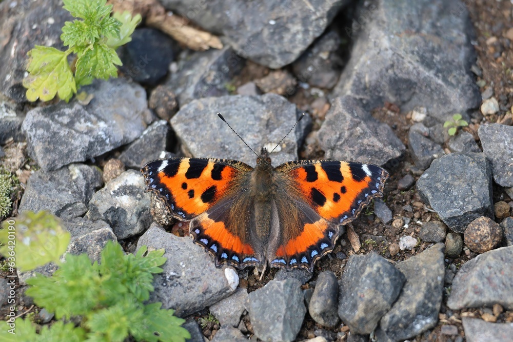 Overhead view of a gorgeous Small tortoiseshell butterfly standing on the rocky ground Overhead view of a gorgeous Small tortoiseshell butterfly standing on the rocky ground