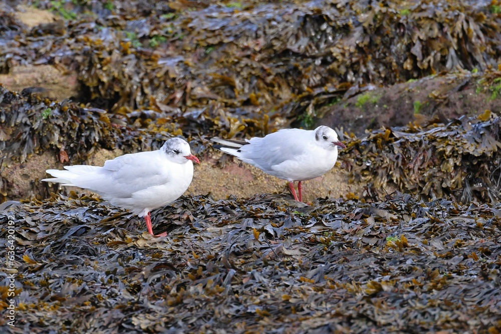 Closeup of black-headed gulls perched on the ground on a sunny day