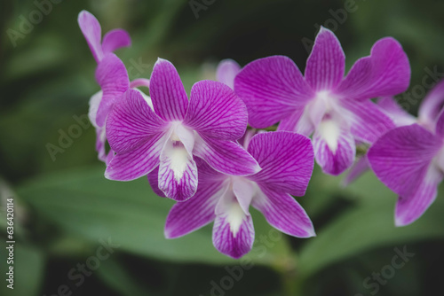 Close up raindrop on the petal of  purple pink orchid (Dendrobium) , beautiful nature and freshness of the flower after the rain.