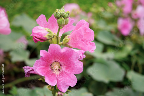 Pink and white flowers of hollyhocks blooming in the garden