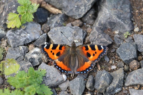 Overhead view of a gorgeous Small tortoiseshell butterfly standing on the rocky ground