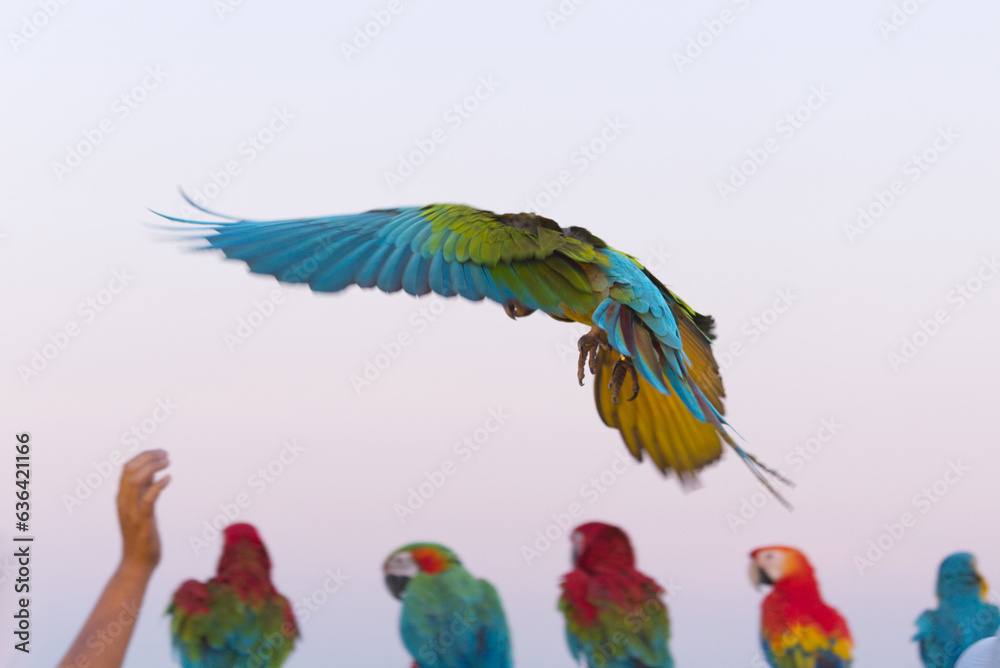 Fototapeta premium colorful scarlet Yellow green macaw parrot and Sun Conure flying with group in bright blue sky background 