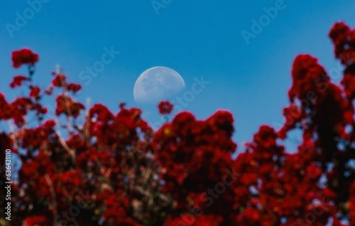Full moon rising behind a vibrant field of red flowers, set against a beautiful blue sky.