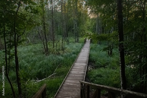 Wooden path in swampy forest