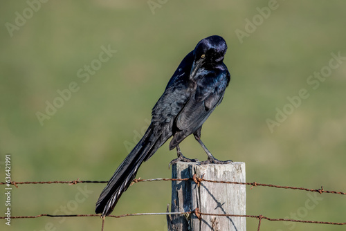 Preening Great-tailed Grackle photo