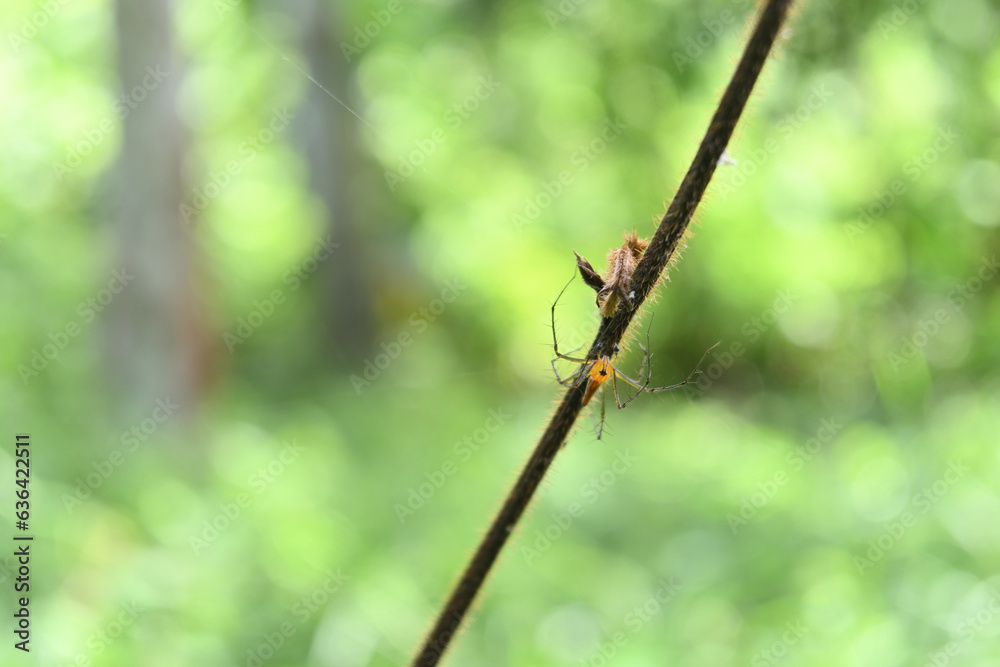 Soft focus view of a striped Lynx spider sitting on a hairy vine stem Soft focus view of a striped Lynx spider sitting on a hairy vine stem