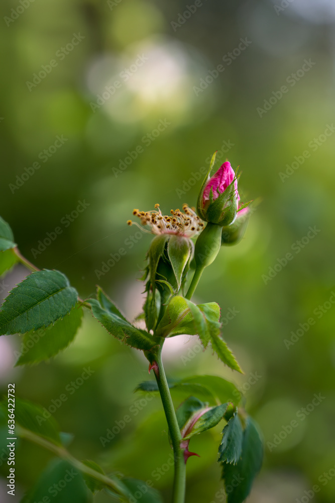 closeup of beautiful red rose bud in a garden closeup of beautiful red rose bud in a garden