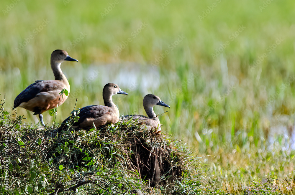 Little ducklings or ducks are grazing on green grassland near pond. Little ducklings or ducks are grazing on green grassland near pond.