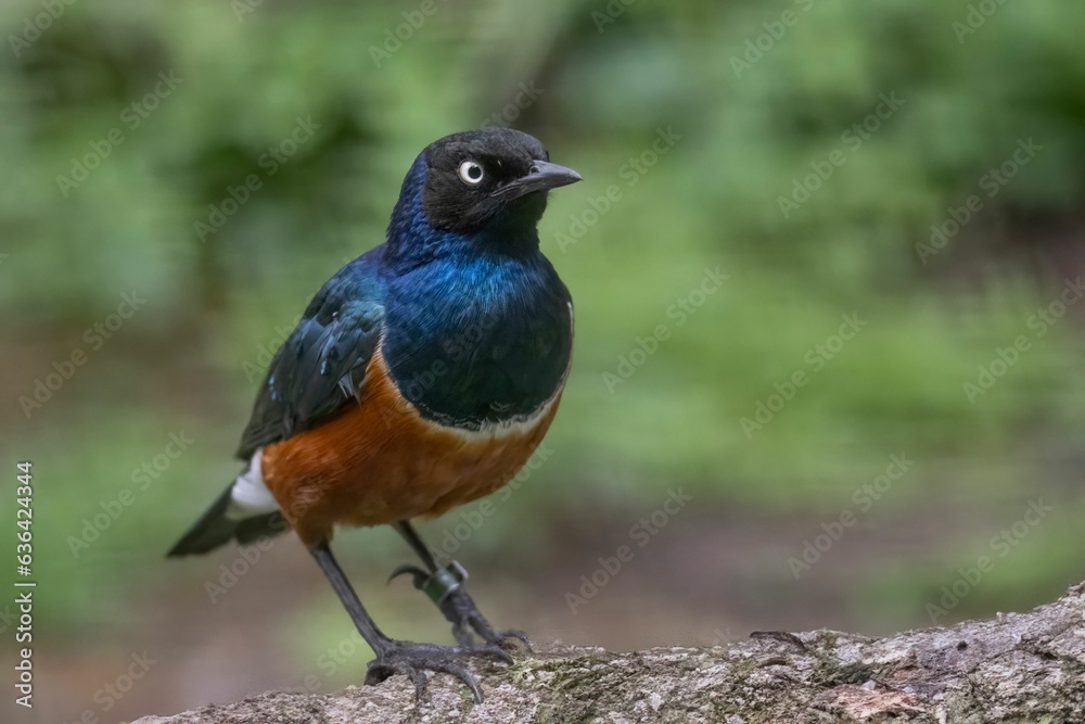 Tricolor spray perched atop a branch of a forest tree, surrounded by lush foliage Tricolor spray perched atop a branch of a forest tree, surrounded by lush foliage