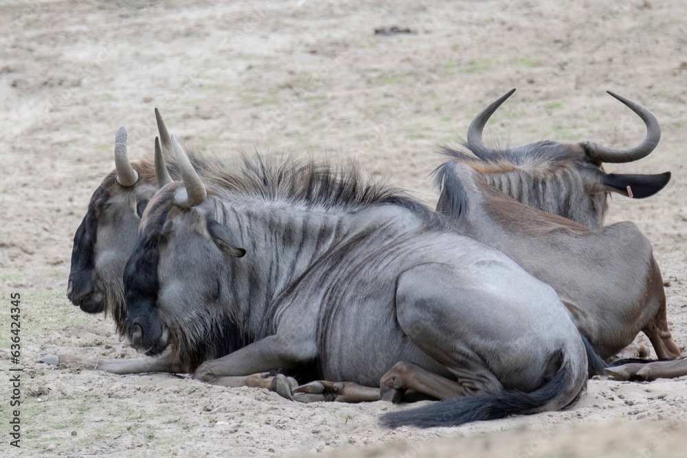 Wildebeests relaxed and taking in the scenery in a tranquil outdoor environment