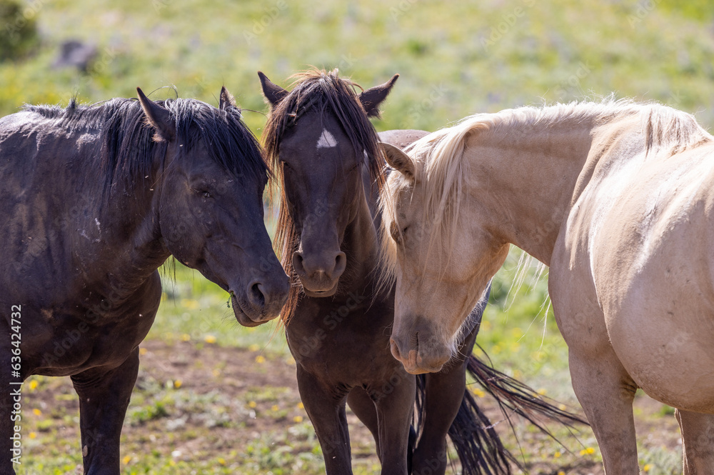 Wild Horses in Summer in the Pryor Mountains Wild Horse Range Montana Wild Horses in Summer in the Pryor Mountains Wild Horse Range Montana