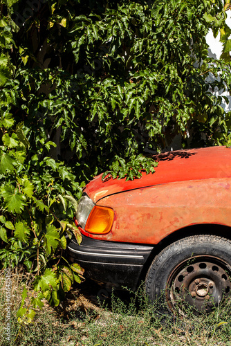 Obraz na płótnie Abandoned red car in dense vegetation. Close-up. Concept of unwanted things. w salonie