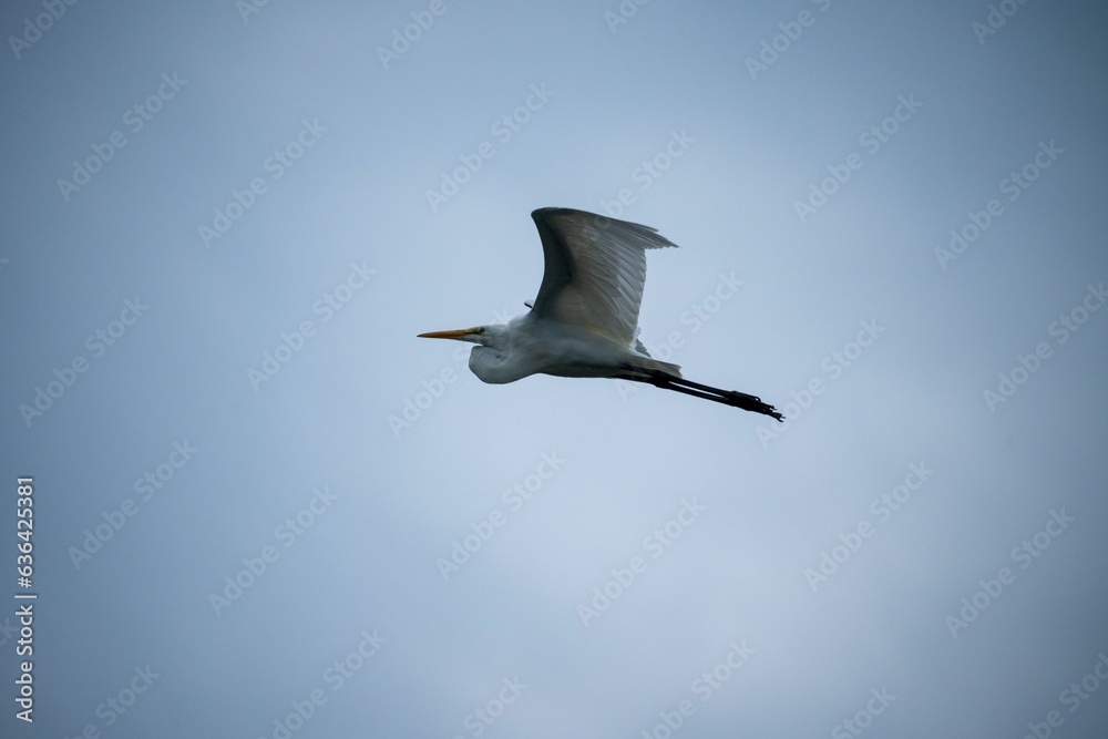 Obraz premium White great egret (Ardea alba) in mid-flight against a clear blue sky