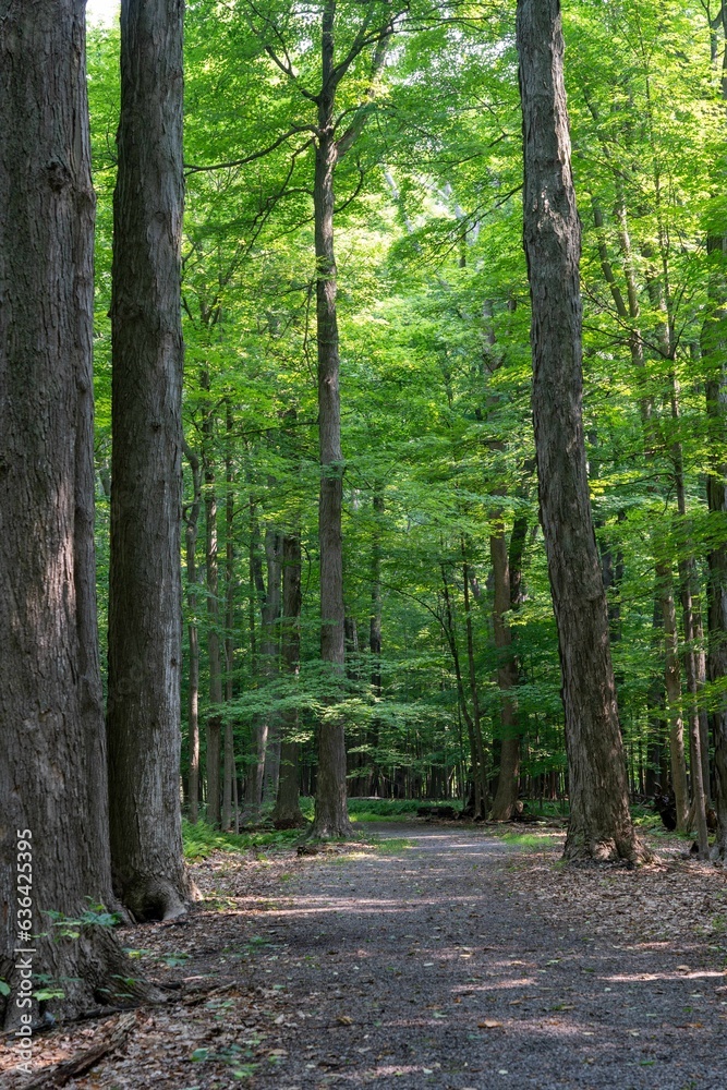 Tree-lined trail with lush greenery in the background Tree-lined trail with lush greenery in the background
