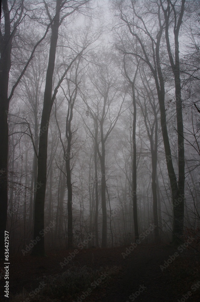 Fog in the forest Fog in the forest