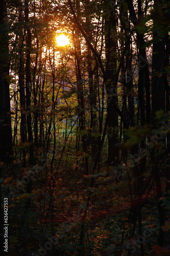 Zachód słońca w lesie jesienią