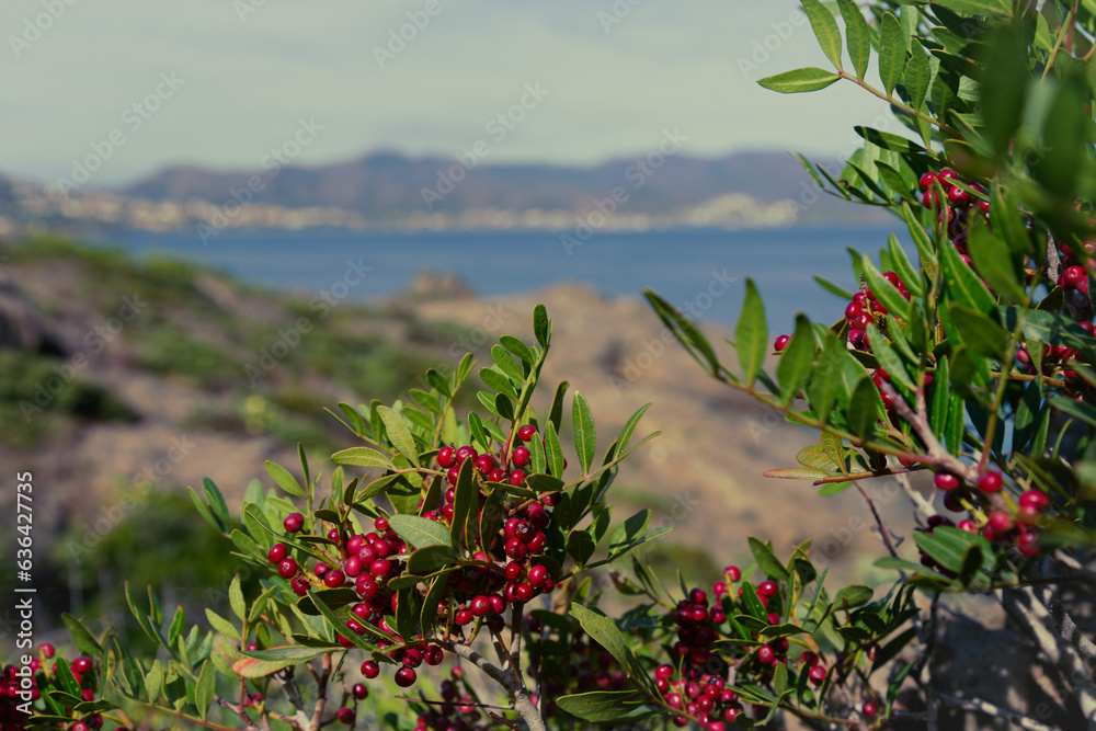 Firethorn bush with its red fruits. Background is seascape with mountains. Port de la Selva, Girona, Spain.
