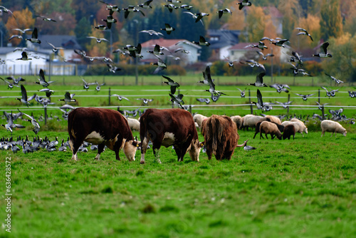 Sheeps, cows and highland cattle eating in a fenced pasture and together with large flock of barnacle geese flying and on the ground on October afternoon 2021 in Helsinki, Finland.