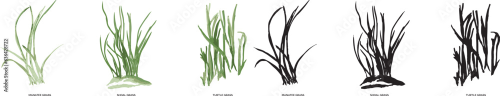 Naklejka premium watercolor art vector illustration and PNG of color and black-and-white seagrasses in tampa bay (gulf of Mexico)