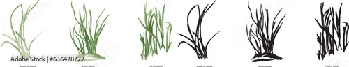 Fotografie, Obraz watercolor art vector illustration and PNG of color and black-and-white seagrass