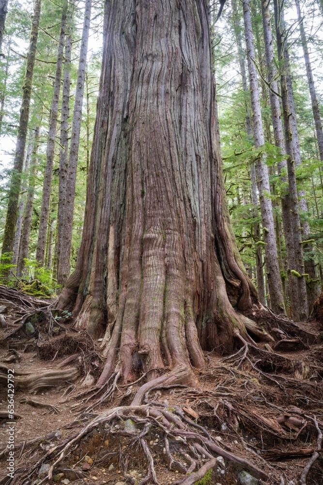 Gnarly Roots Around A Tree in Upper Avatar Grove Gnarly Roots Around A Tree in Upper Avatar Grove