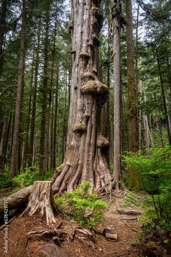 Beautiful Giant Tree in Lower Avatar Grove