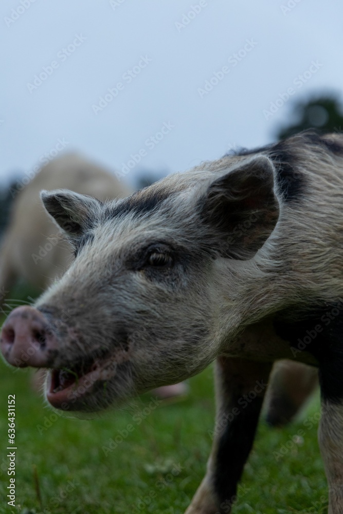Closeup of a pig grazing on green grass in mountains in Georgia Closeup of a pig grazing on green grass in mountains in Georgia