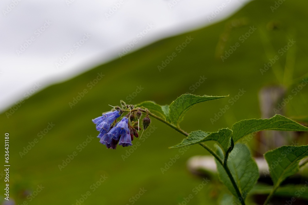 Closeup of a prairie gentian flower in Zhibiani, Georgia Closeup of a prairie gentian flower in Zhibiani, Georgia