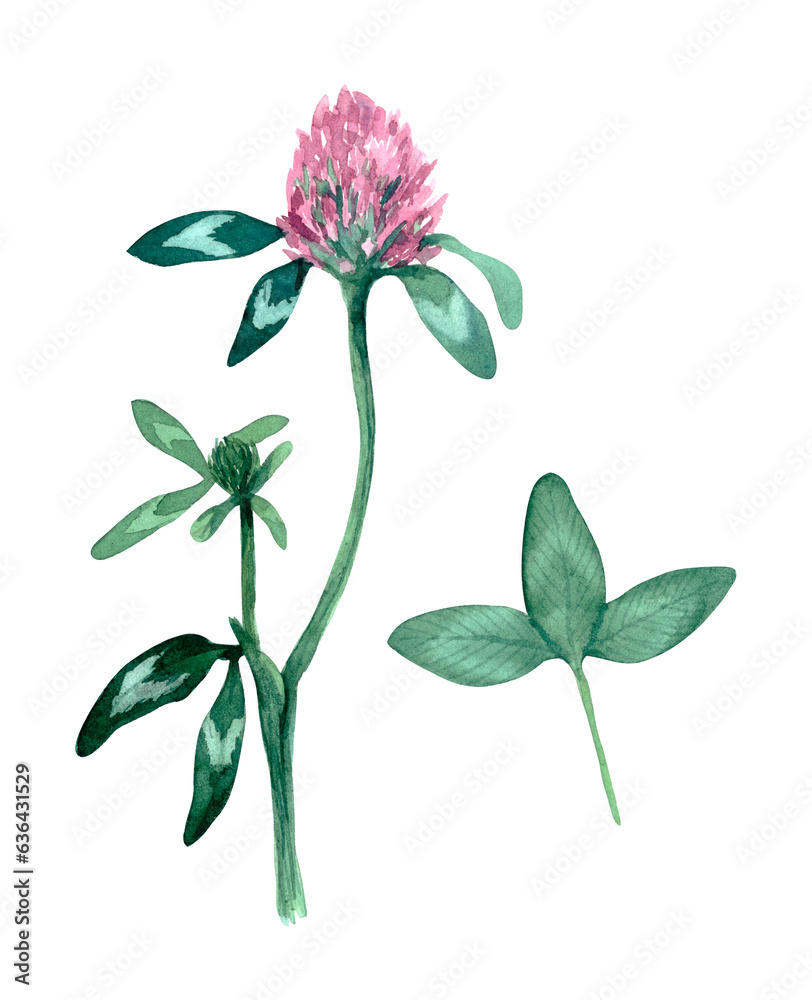 Watercolor illustration of clover and leaves isolated on white background