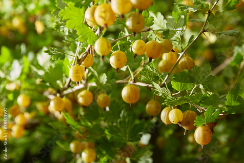 Gooseberries are ripe berries of yellow gooseberries and green leaves growing in the yard in the garden. Harvesting