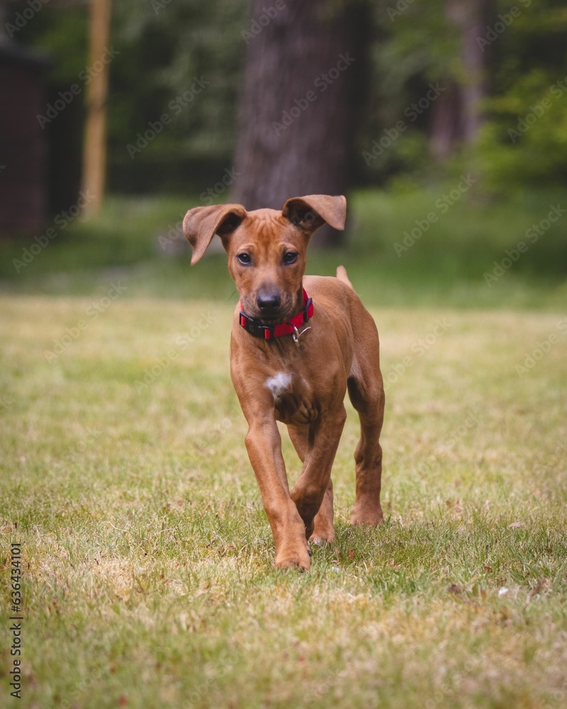 Scenic view of a brown Rhodesian Ridgeback playing on green lawn