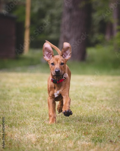 Scenic view of a brown Rhodesian Ridgeback playing on green lawn