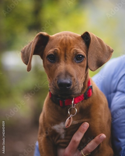 Closeup of a man holding a brown Rhodesian Ridgeback in his hand