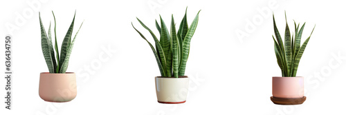 Sansevieria used for indoor decor photo