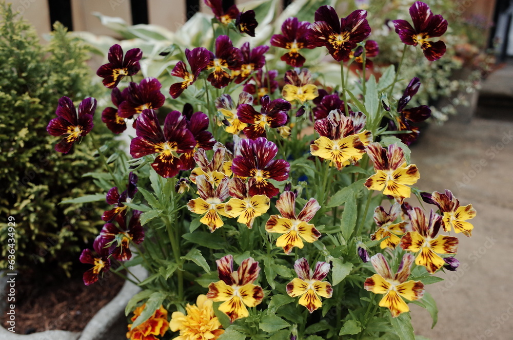 variegated pansy flowers