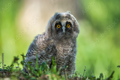 A young owl follows its photographer