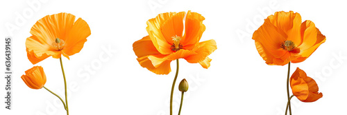 Macro lens closeup of California poppy isolated on transparent background photo