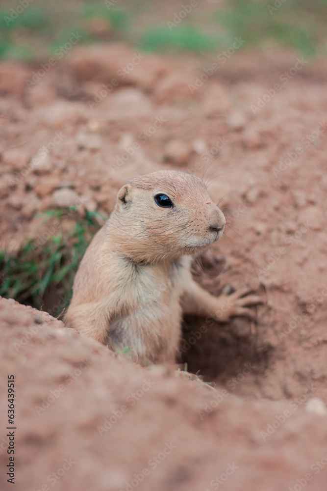 A prairie dog watches potential predators from its hole A prairie dog watches potential predators from its hole