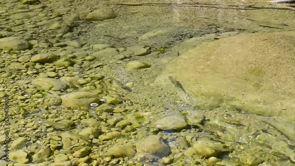 freshwater fish swim under the clear and transparent water of the Mollarino stream in Villa Latina,amid the Italian Apennine Mountains of the south-east Lazio region freshwater fish swim under the clear and transparent water of the Mollarino stream in Villa Latina,amid the Italian Apennine Mountains of the south-east Lazio region