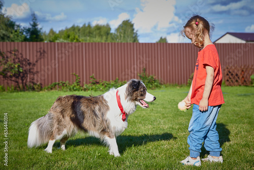 An Australian Shepherd and a child play ball together on a sunny summer day on the green grass