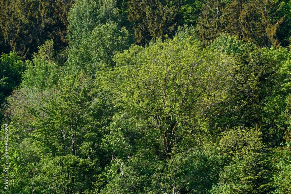Aerial view of green vegetation trees in the forest Aerial view of green vegetation trees in the forest