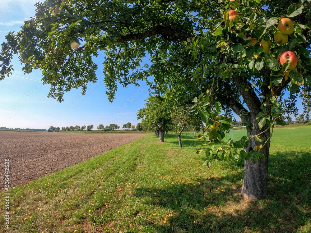 Beautiful landscape of the cultivated farmlands with the green apple trees Beautiful landscape of the cultivated farmlands with the green apple trees