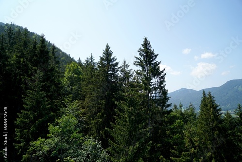 Aerial view of the fir forest on the background of the hills